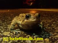 /home//u458753944/public_html/sourcegallery/////////////Roxborough Toad Detour/2023/2023-04-01/P4010674.JPG